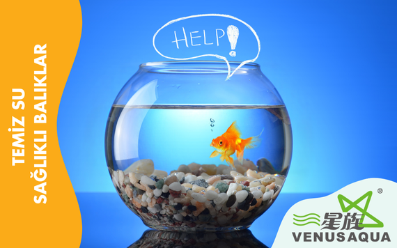 Has Akvaryum Resim - 2
