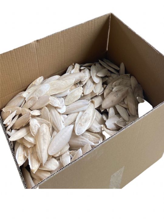 FİZZY MÜREKKEP BALIGI KEMİK 2kg