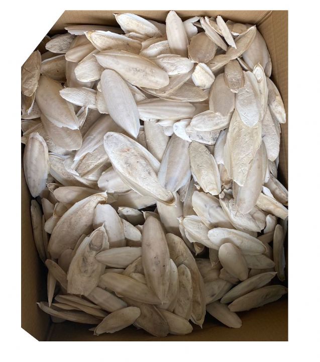 FİZZY MÜREKKEP BALIGI KEMİK 2kg