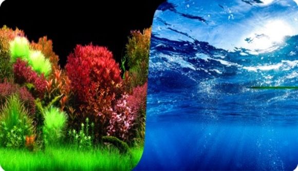 PLASTİK POSTER OKYANUS BİTKİ 40cm-15mt PLASTİK POSTER OKYANUS BİTKİ 40cm-15mt