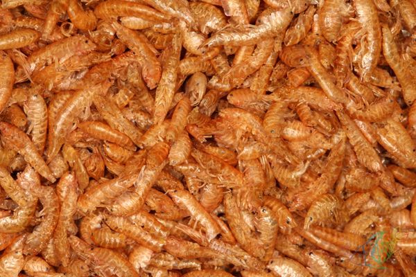 ROTIFISH GAMARUS 1kg