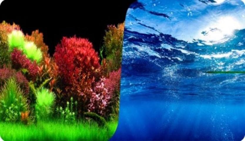 PLASTİK POSTER OKYANUS BİTKİ 40cm-15mt