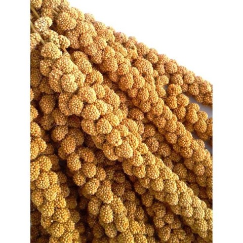 Fizzy Dal Darı Koli Sarı