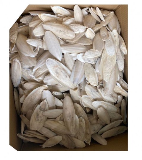 Fizzy Mürekkep Balıgı Kemik 2kg