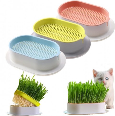 MAJO CAT GRASS KEDİ ÇİMİ