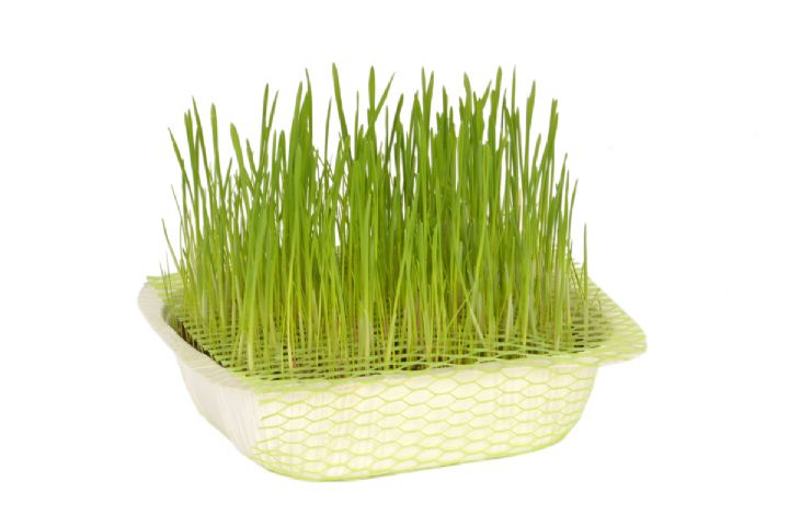 SİNGLE NATURAL KEDİ ÇİMİ